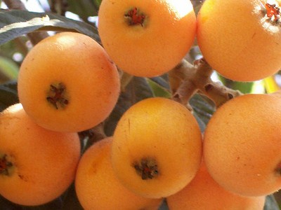 nespole-frutti-vitamine.jpg