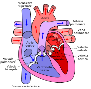 schema grafica struttura cardiaca