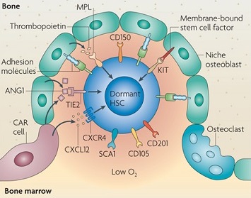 fattore-cellule-staminali-2