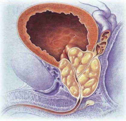 immagine relativa alla prostata ed agli organi attigui