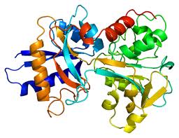 proteina-immagine-struttura