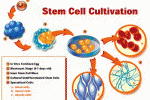 Retinite Pigmentosa : trapianto di cellule staminali parzialmente differenziate derivan