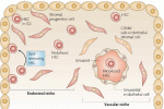 Ruolo di cellule stromali mesenchimali per l’espansione ex vivo di staminali