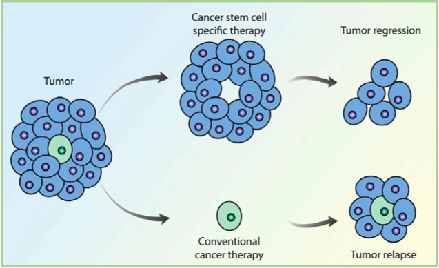 cellule staminali tumore