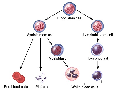 leucemia-staminali-14-3