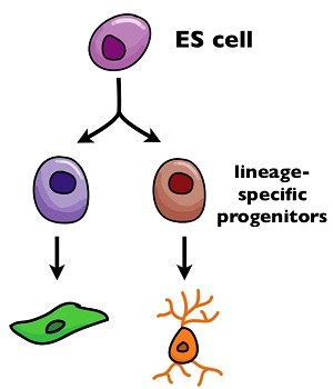 staminale-progenitrice-cellule