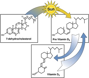 7-dehydrocholesterol-vitamina