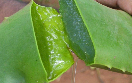 Aloe-Vera copy