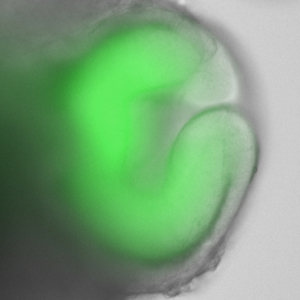 immagine relativa al calice ottico da staminali embrionali