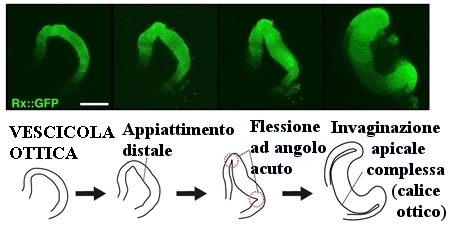 Immagine relativa ad un calice ottico formazione da staminali con relativa traduzione nomenclatura su immagine 