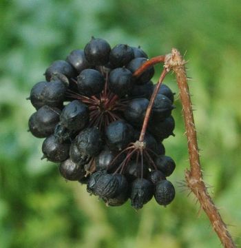 Pianta di Eleuterococco, detta anche ginseng siberiano che trova diverse applicazioni in medicina