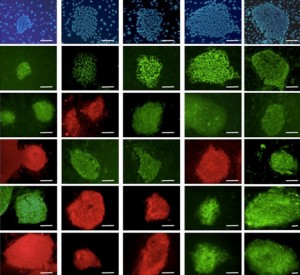 Grafico riguardante cellule staminali