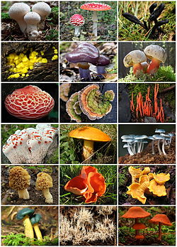 classificazione scientifica funghi