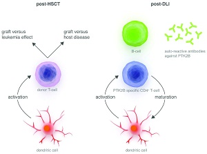 GvHD-GVL-stem-cell