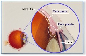 Immagine in cui si evince la struttura della retina 