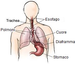 Grafico rappresentante vari organi della parte superiore del corpo umano