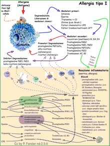 schema rappresentativo allergia tipo 1