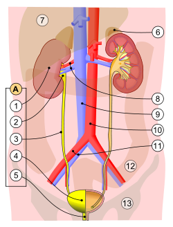 apparato-urogenitale-infezioni