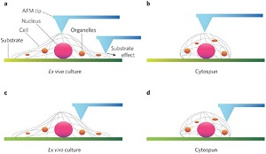 applicazione-cellule