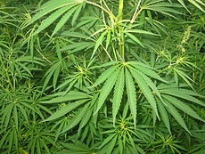 cannabis-uso-terapeutico