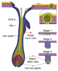 schema grafico capello struttura
