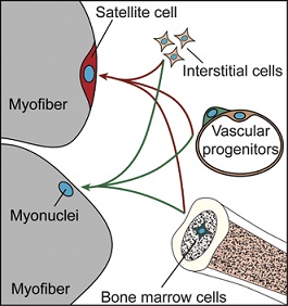 grafica cellule muscolari staminali