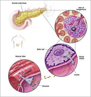 cellule-staminali-diabete