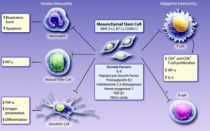 cellule-staminali-emapoietiche