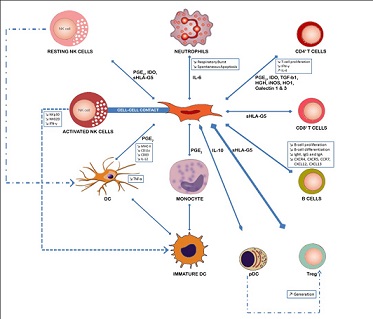 cellule-staminali-standardizzate