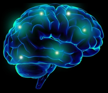 Un'immagine del cervello umano