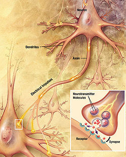 immagine grafica di neuroni