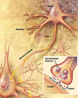 immagine illustrata di porzione cerebrale