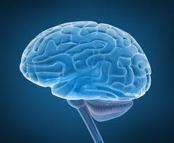 immagine del cervello in cui si evidenziano tutte le strutture