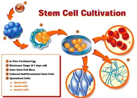 Immagine relativa alla coltura delle cellule staminali