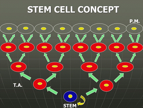 schema grafico che rappresenta il concetto di cellule staminali