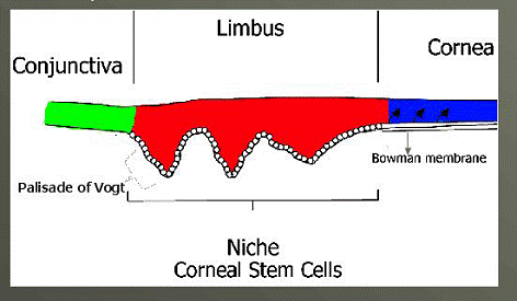 schema grafico cellule staminali oculari