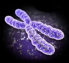 cromosoma-x copy copy