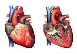 grafica del cuore in diverse sezioni