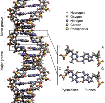 dna-spazzatura