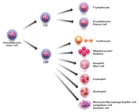 emopoietiche-staminali copy