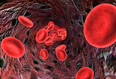 immagine di globuli rossi al microscopio