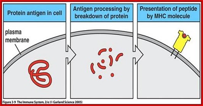 gene-immunoglobuline