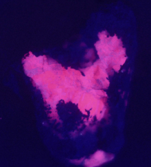 immagine di un corpo fluorescente 