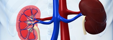 immagine illustrazione grafica reni