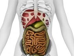 intestino umano 