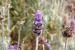 lavanda-olio-naturale-terapia