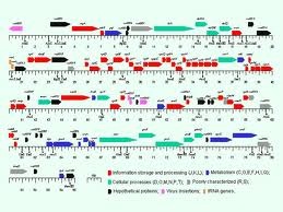 mappa-genetica