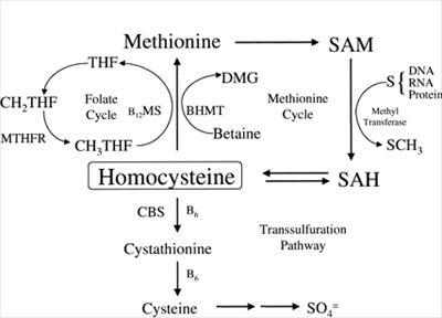 schema che descrive il metabolismo metionina