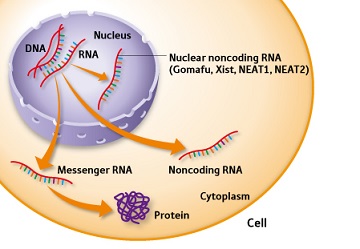 grafico corrispondente a micro RNA
