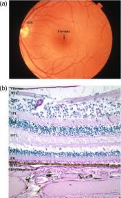 micronutrienti che interagiscono con i tessuti oculari